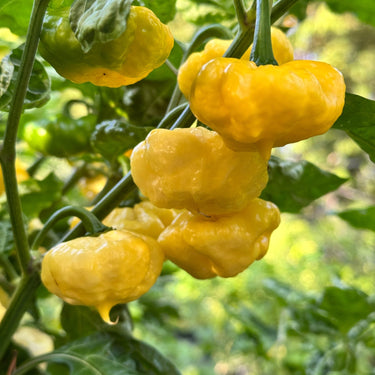 Lemon StarrBurst - Seeds - The Pepper Pantry (Formerly Marie Sharp's)
